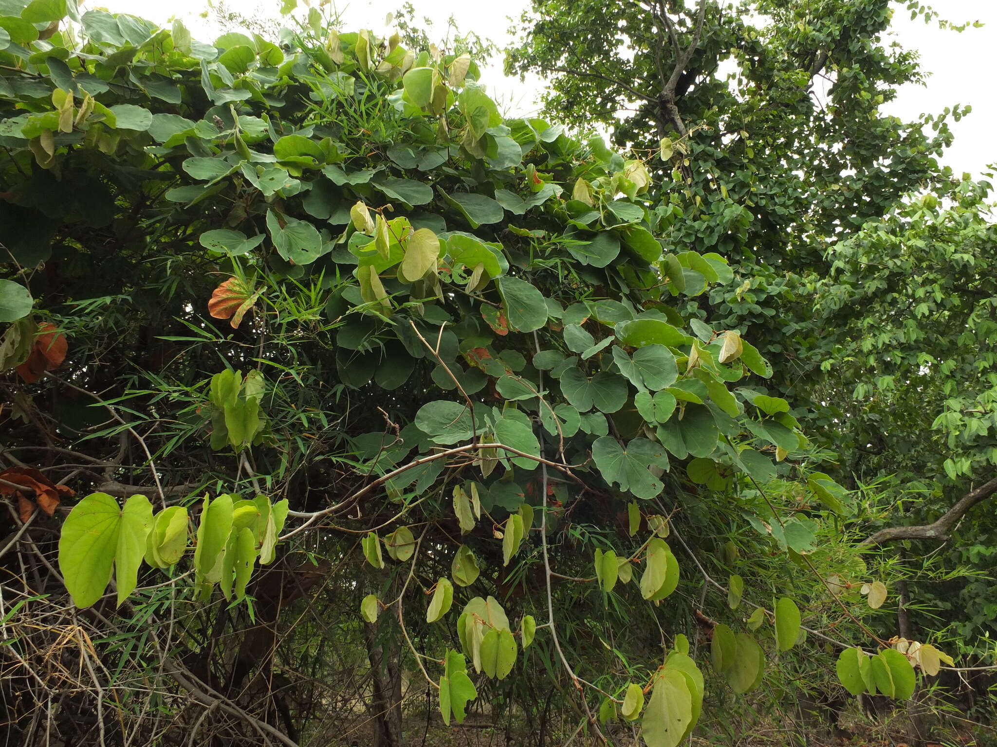 Image of Bauhinia vahlii Wight & Arn.