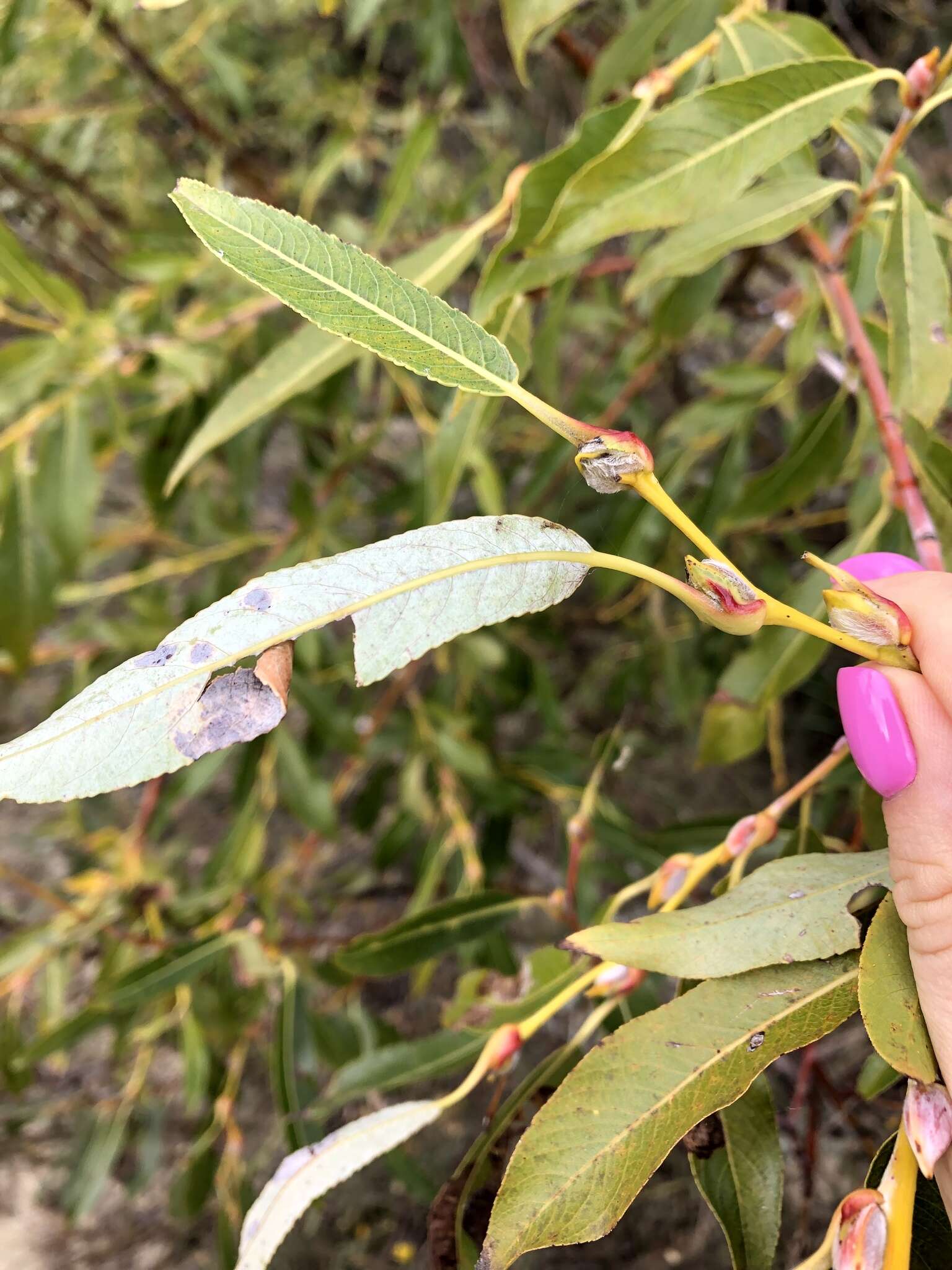 Слика од Salix daphnoides Vill.