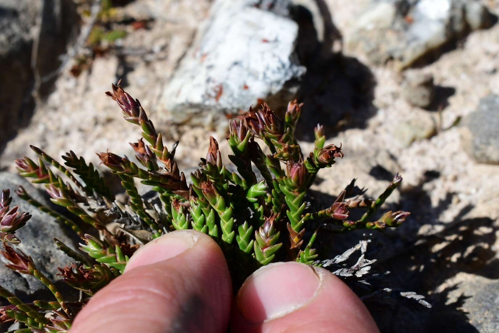 Image of Sprengelia distichophylla (Rodway) W. M. Curtis