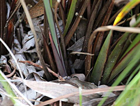 Image of Dianella nigra Colenso