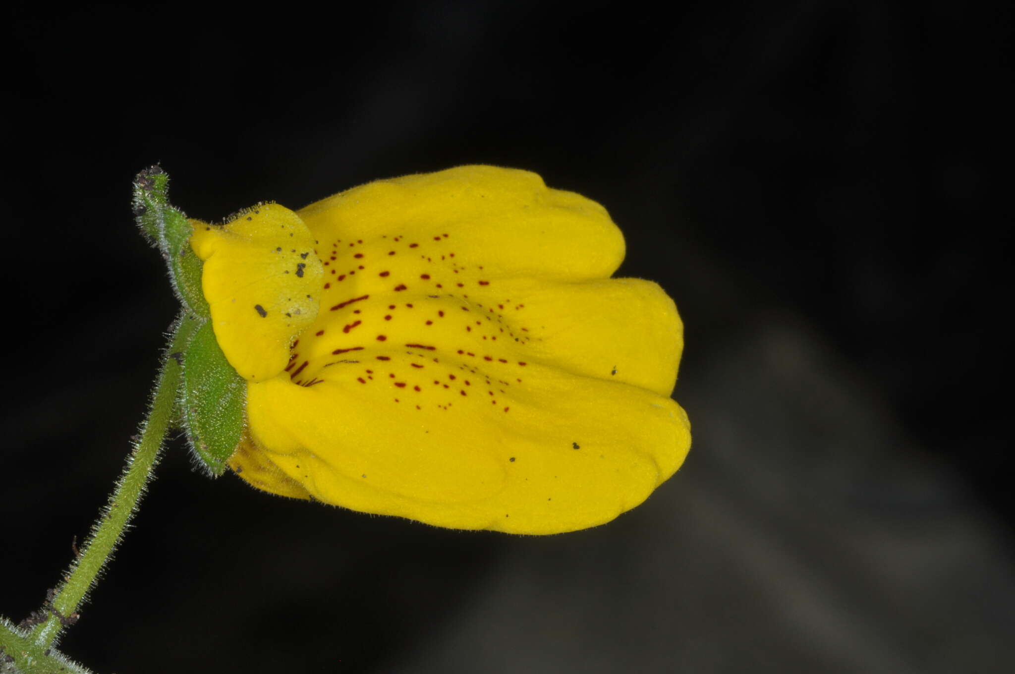 Image of Calceolaria crenatiflora Cav.