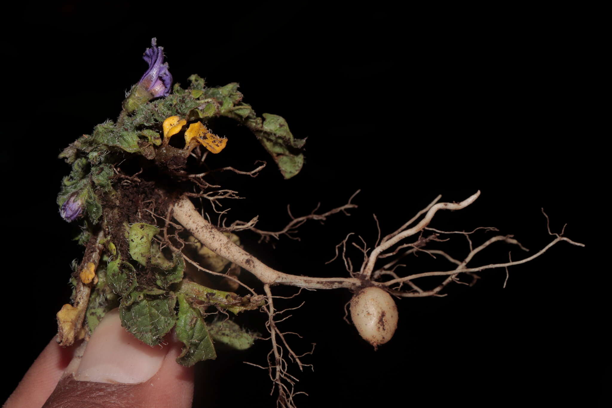 Image of Solanum acaule Bitter