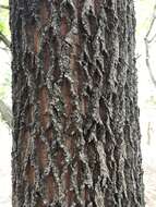 Image de Quercus acutissima Carruth.