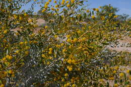 Image de Acacia melleodora Pedley