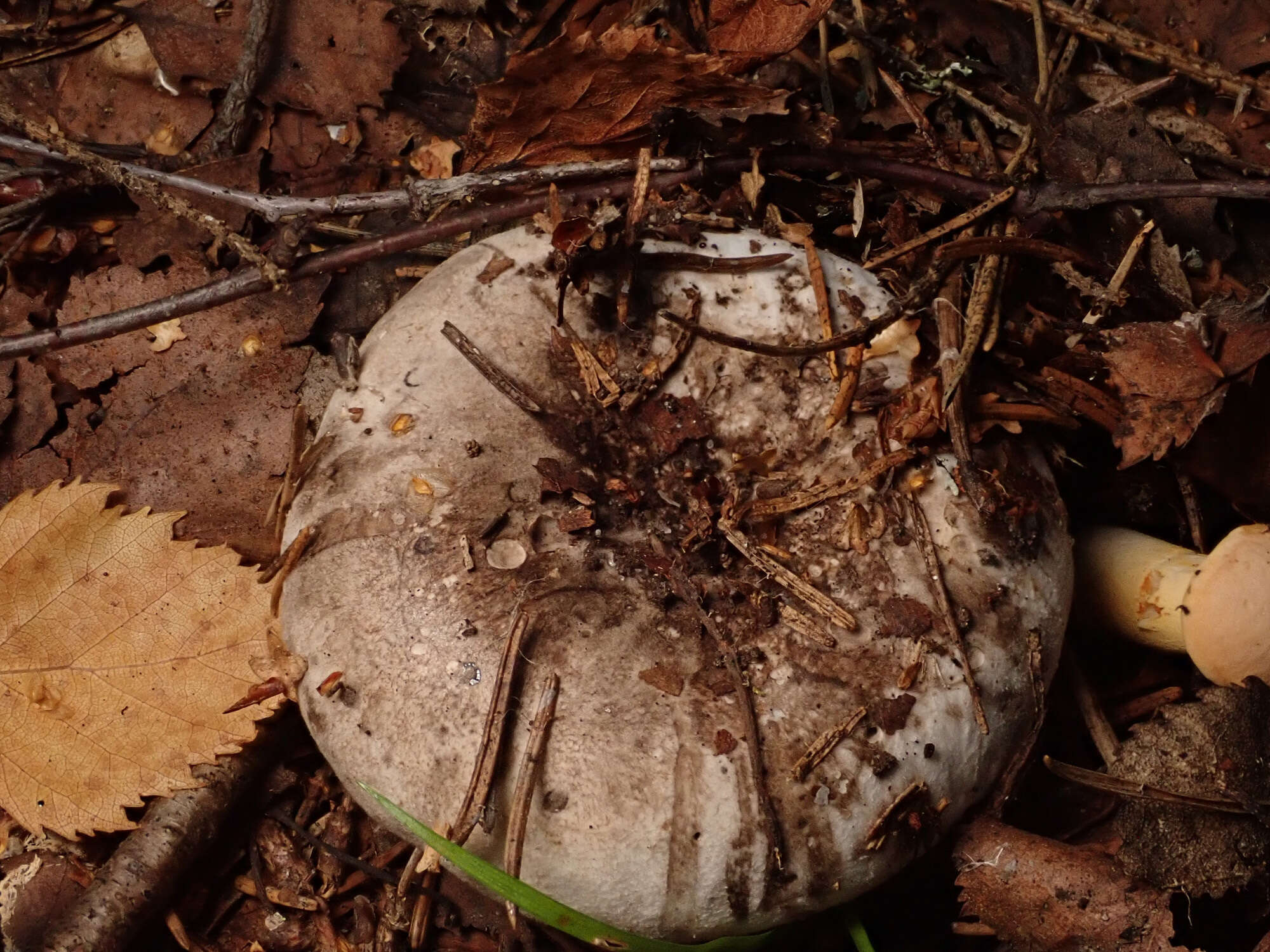 Image of Russula albonigra (Krombh.) Fr. 1874