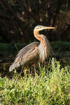 Image of Ardea purpurea purpurea Linnaeus 1766