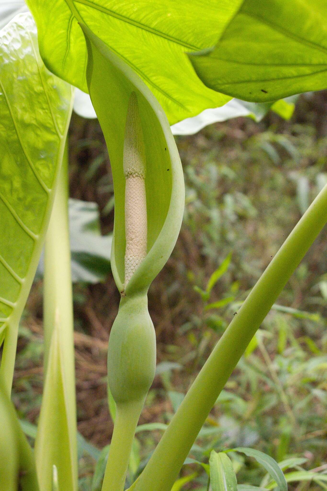 Image of Leucocasia