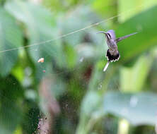 Image of Long-billed Hermit