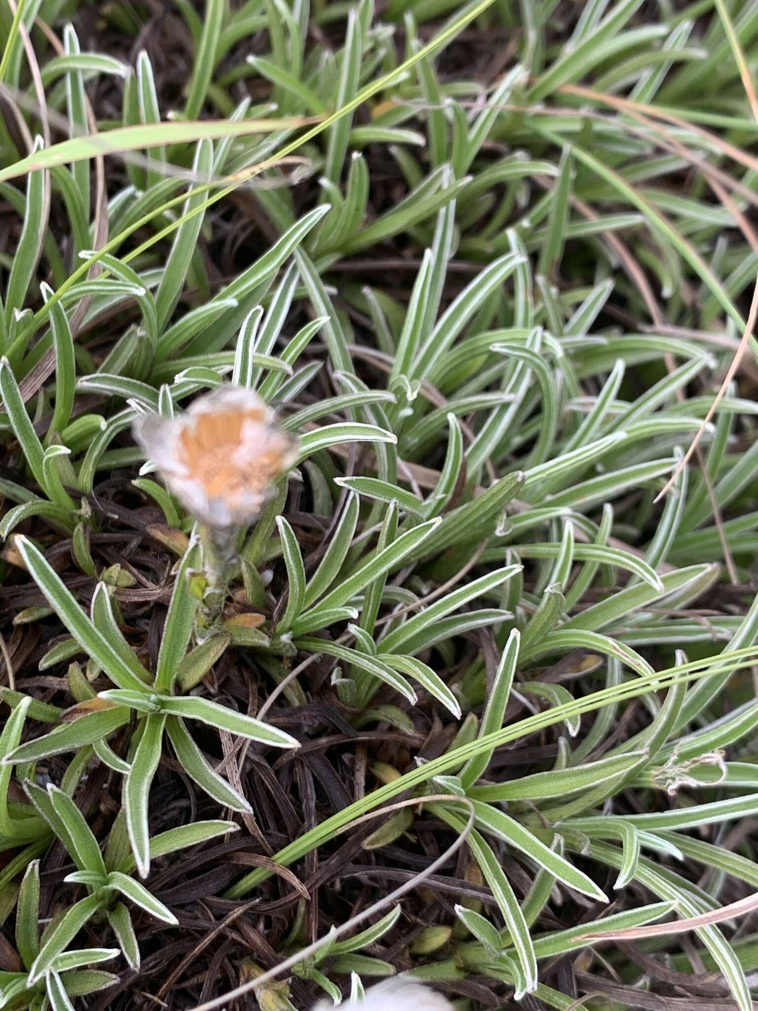 Image of Dwarf Everlasting