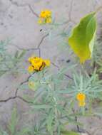 Plancia ëd Picradeniopsis oppositifolia (Nutt.) Rydb.