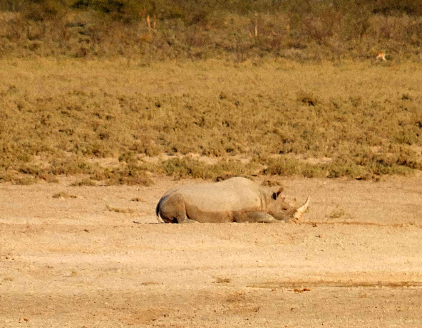 Image of Cape rhinoceros