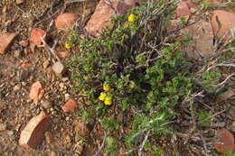 Image of Hermannia desertorum Eckl. & Zeyh.