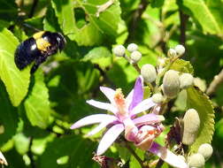 Image of Xylocopa flavicollis (De Geer 1778)