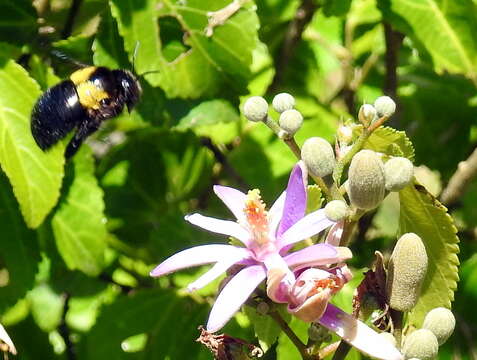 Plancia ëd Xylocopa flavicollis (De Geer 1778)