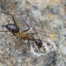 Image of Camponotus festinus inezae Forel 1913