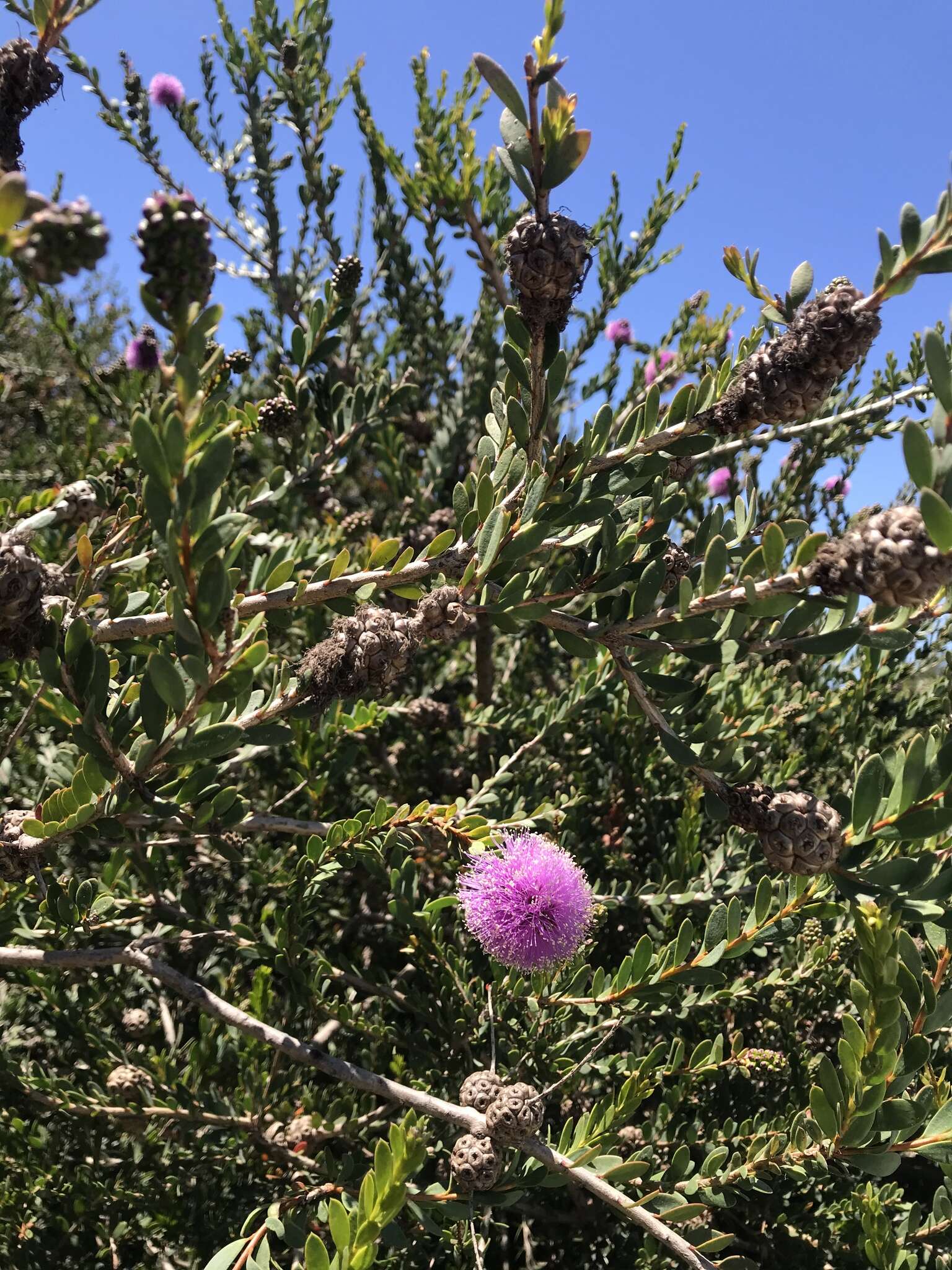 Image of Melaleuca nesophila F. Müll.