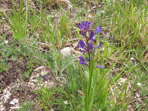 Слика од Vicia onobrychioides L.