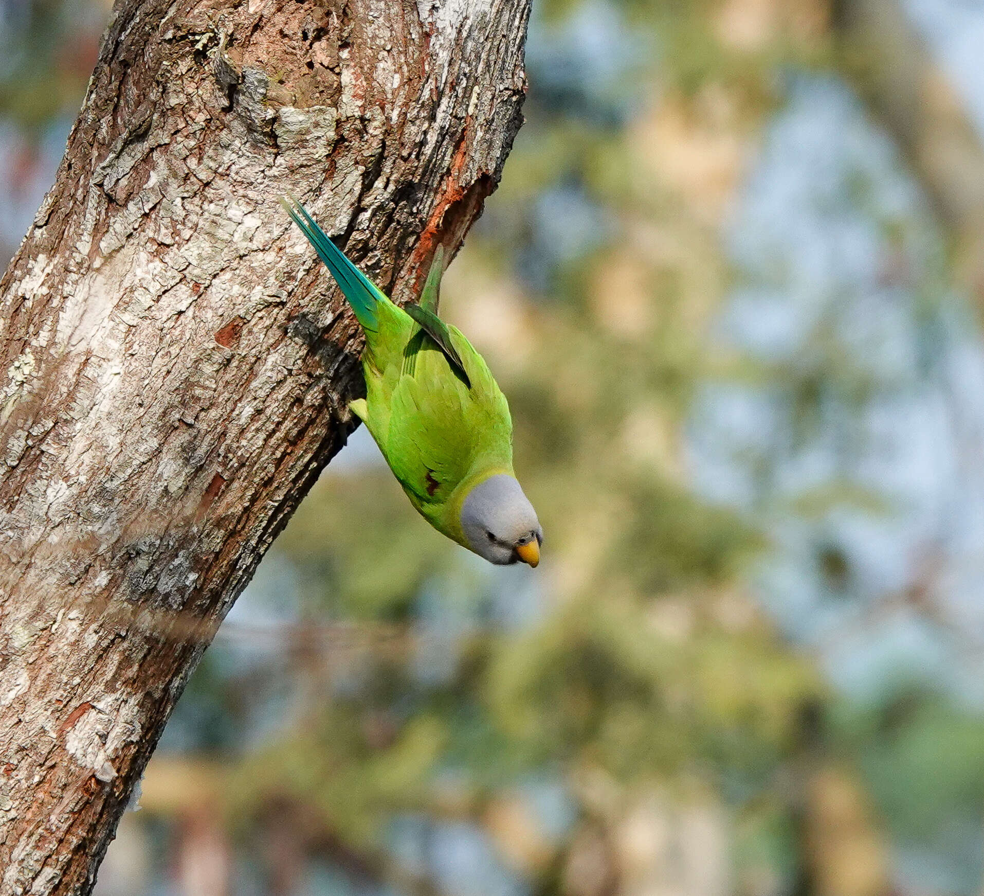 Image of Blossom-headed Parakeet