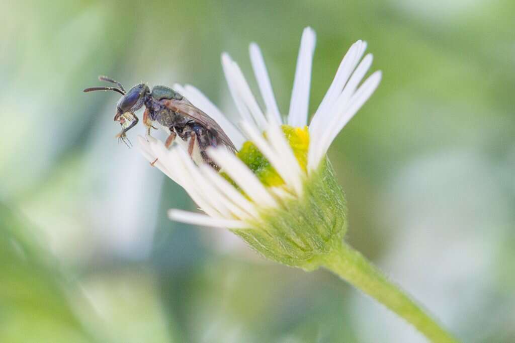 Image of Lasioglossum urbanum (Smith 1879)