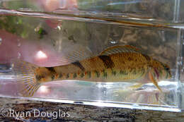 Image of Missouri saddled darter