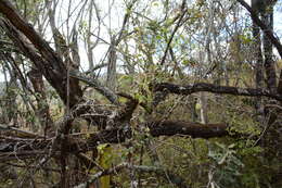 Image of common crowberry