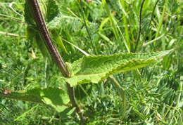 Image of nettle-leaf mullein