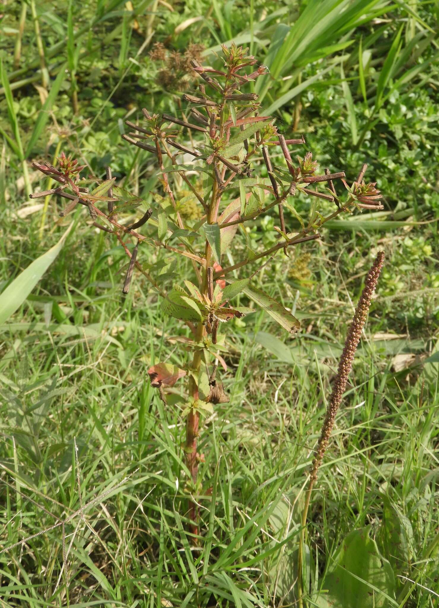 صورة Ludwigia bonariensis (Micheli) Hara