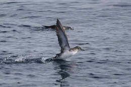 Image of Black-vented Shearwater