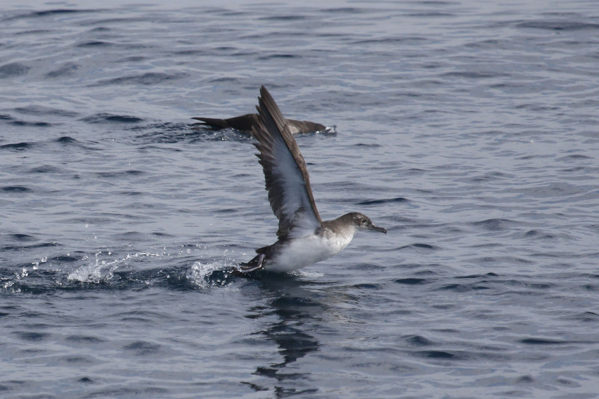 Image of Black-vented Shearwater