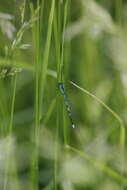 Image of Variable Bluet