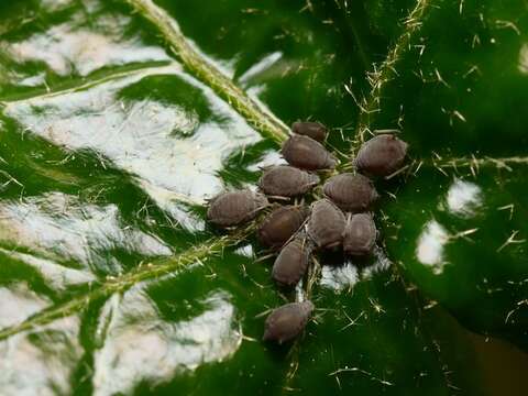 Image of Ivy aphid