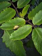 Image of Asian Spotted Tortoise Beetle