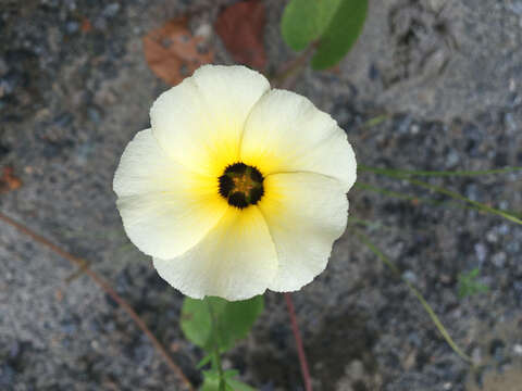 Plancia ëd Turnera subulata J. E. Smith