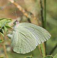 Image of African Emigrant