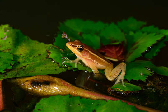 Image of Taipei frog