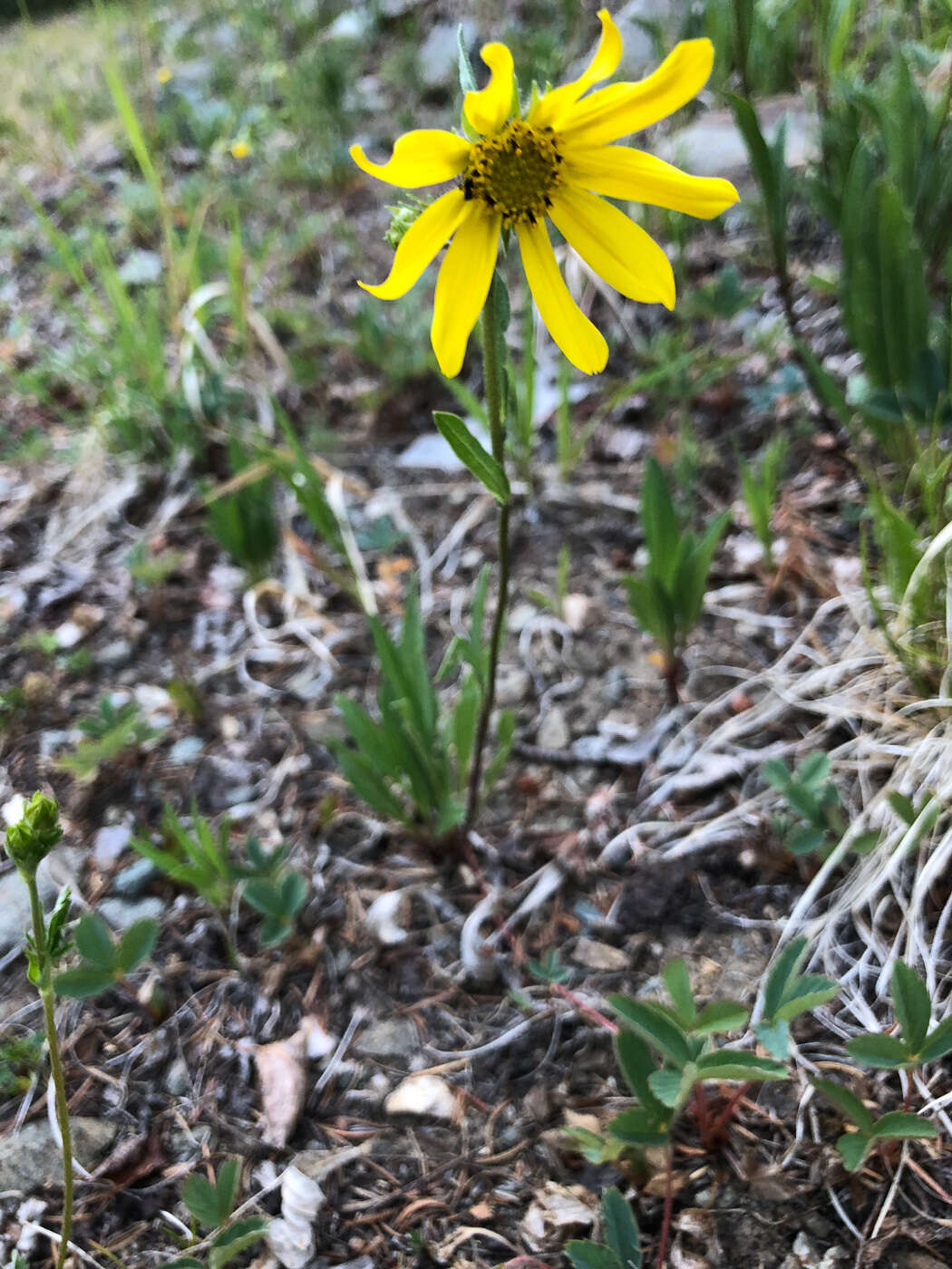 Image of Parry's dwarf-sunflower