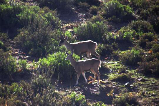 Image of North Andean Deer