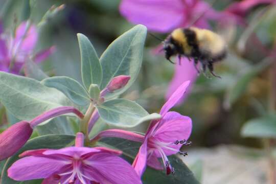 Слика од Bombus kluanensis Williams & Cannings 2016