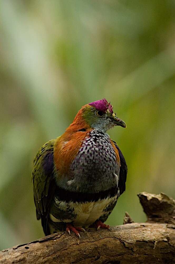 Image of Eastern Superb Fruit-dove