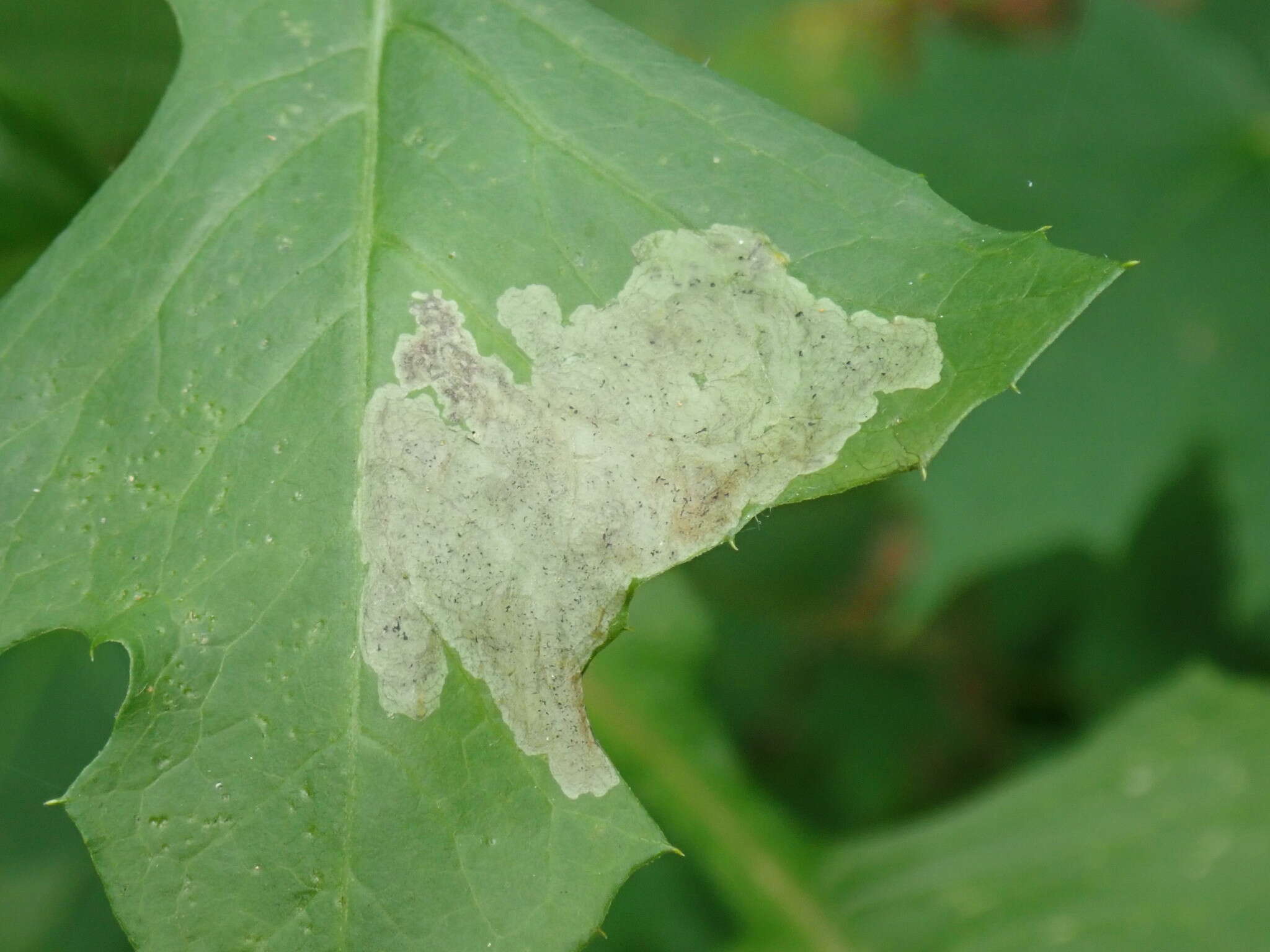 Image of Liriomyza taraxaci Hering 1927