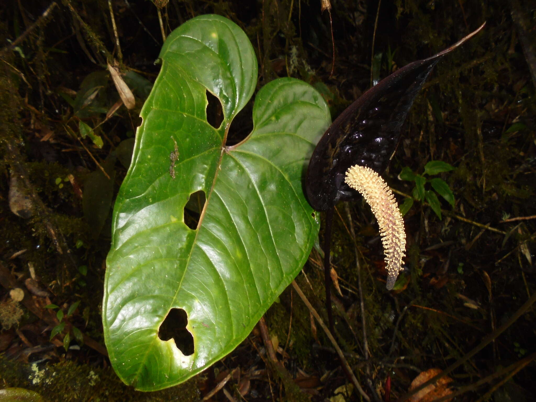 Image of Anthurium caramantae Engl.