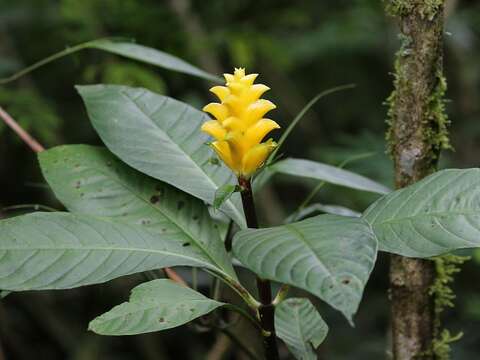 Aphelandra squarrosa Nees resmi