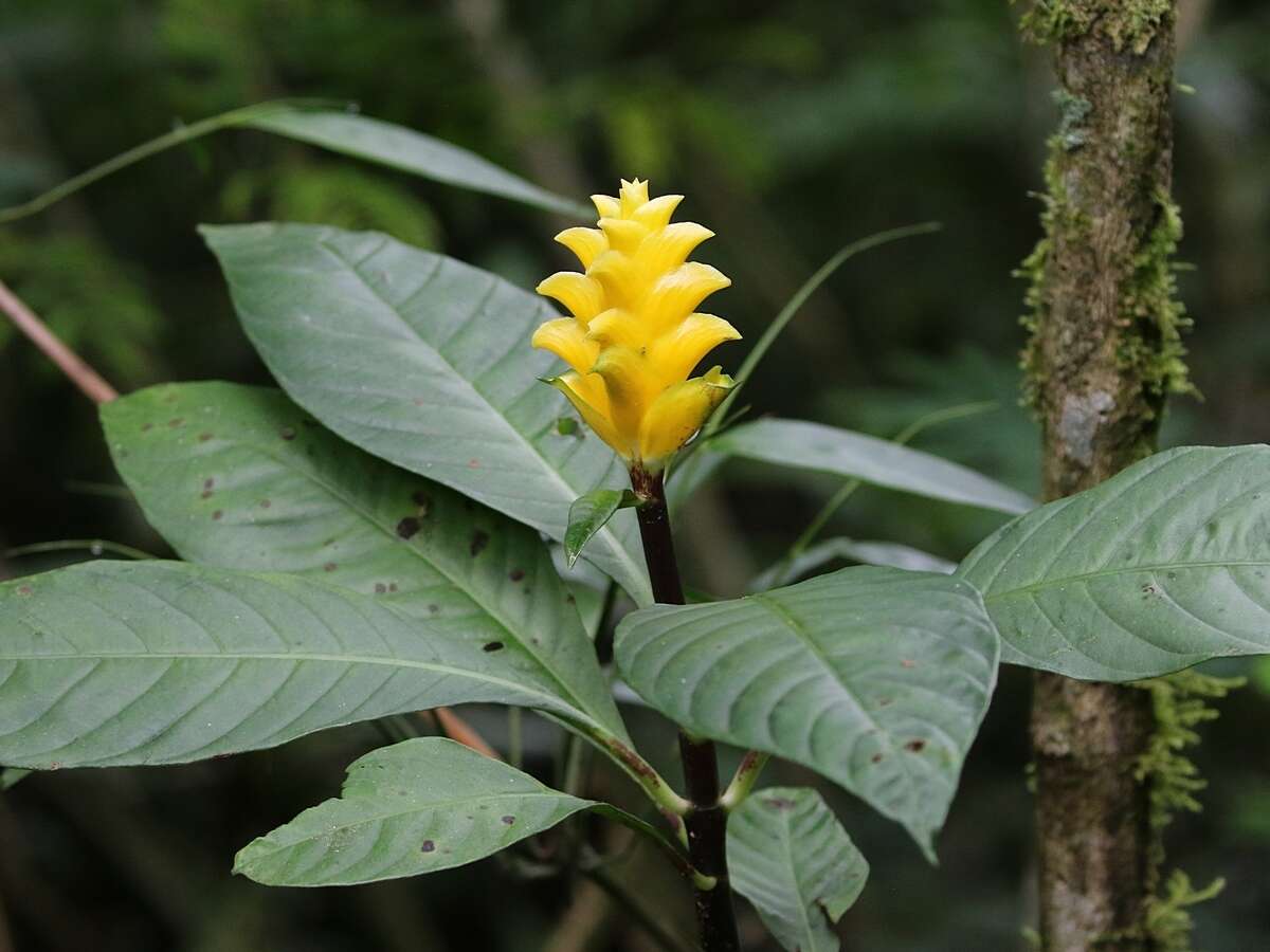 Image de Aphelandra squarrosa Nees