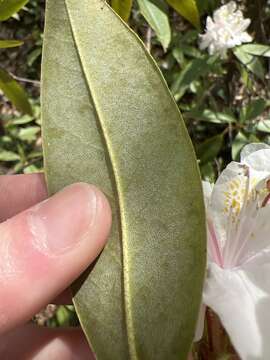 صورة Rhododendron carolinianum Rehder