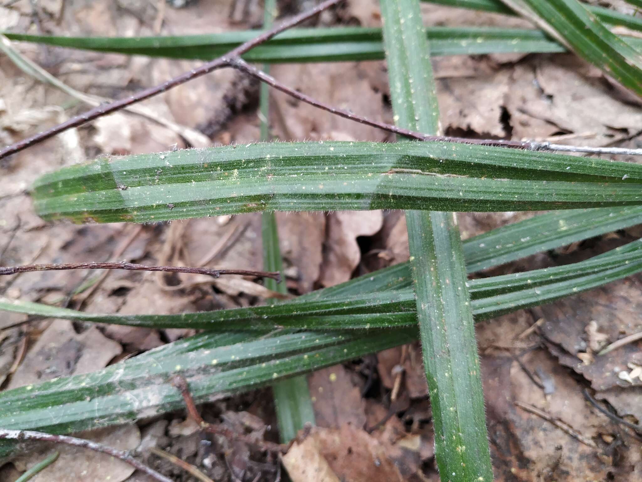 Image of Carex pilosa Scop.