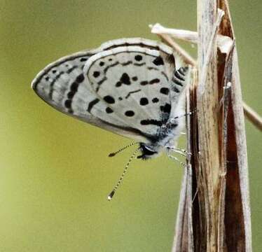 Image of Thorn-tree blue