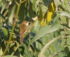 Image of African Reed Warbler
