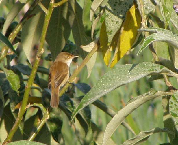Image of African Reed Warbler