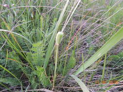 Fritillaria meleagroides Patrin ex Schult. & Schult. fil. resmi