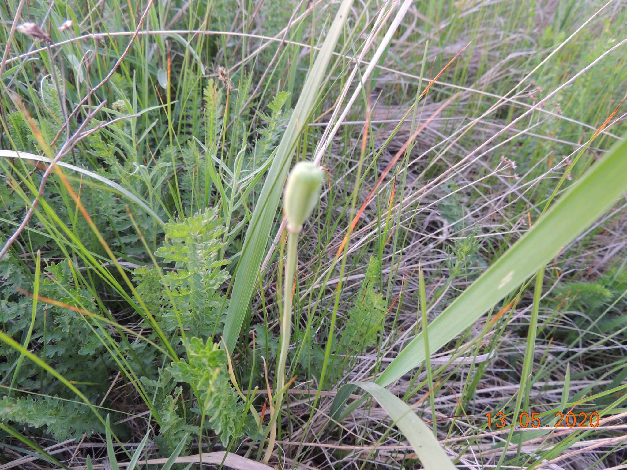 Fritillaria meleagroides Patrin ex Schult. & Schult. fil. resmi